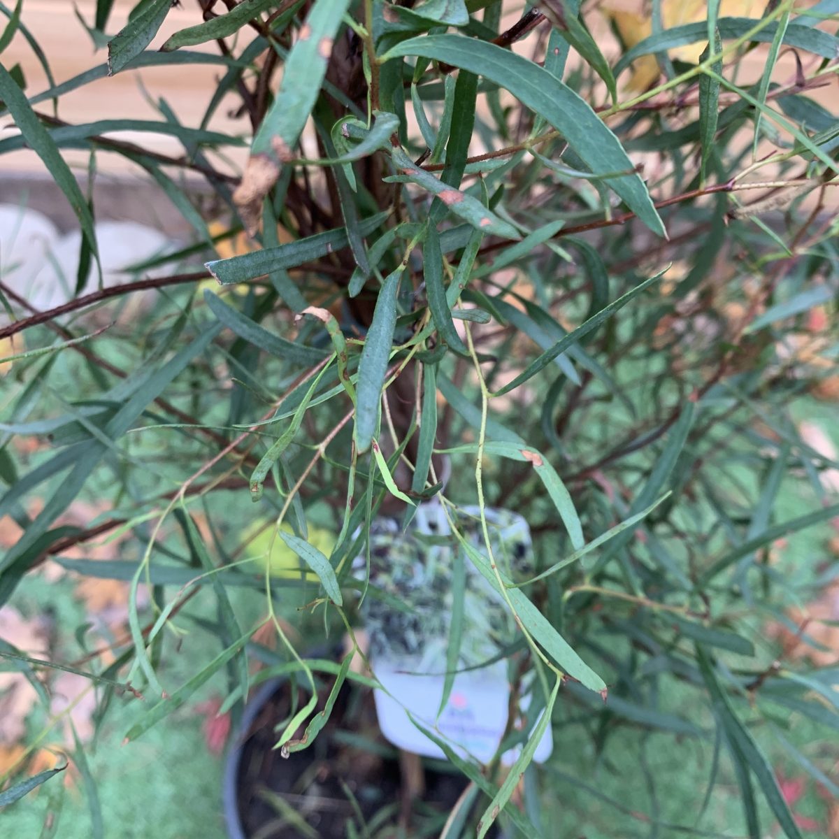 Евкаліпт Eucalyptus pulchella