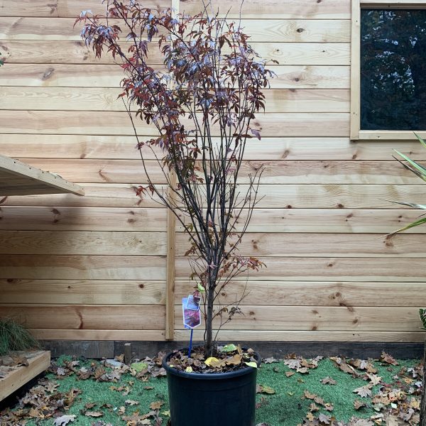 Японський клен Japanese maple, palmatum Atropurpureum