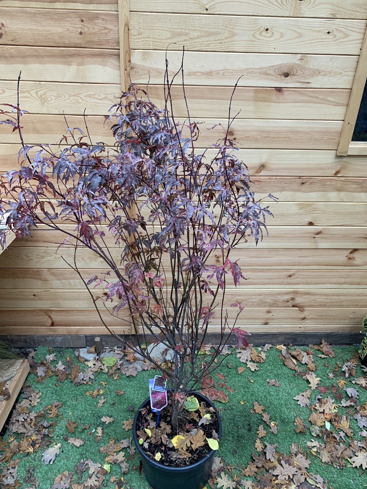 Японський клен Japanese maple, palmatum Atropurpureum