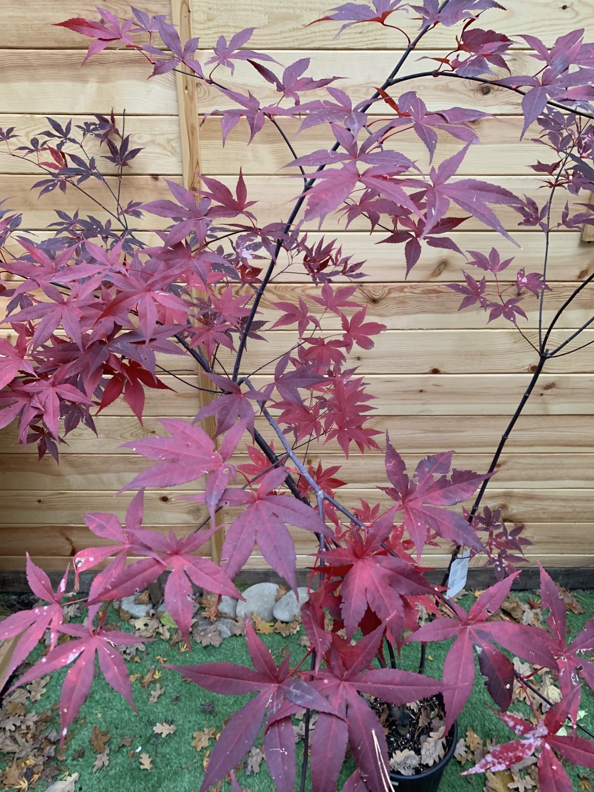 Японський клен Japanese maple, acer palmatum Red Emperor