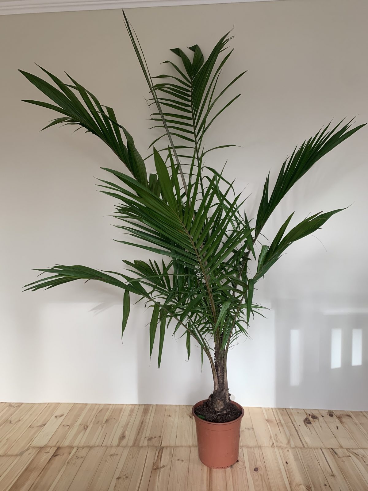 Пальма Majesty Palm Ravenea Rivularis