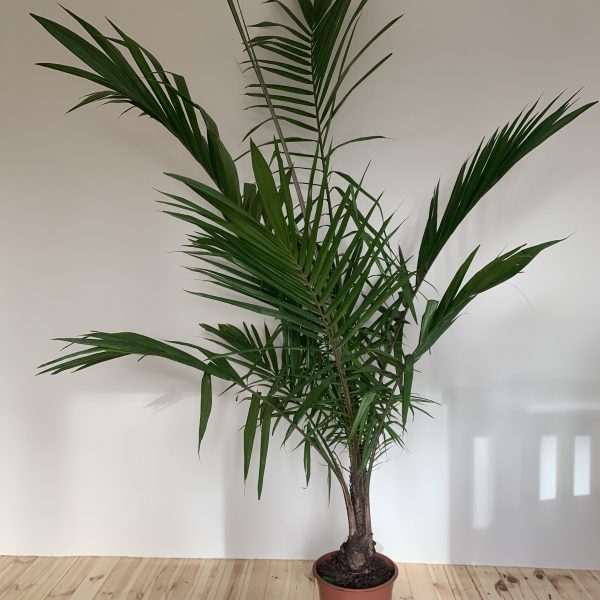 Пальма Majesty Palm Ravenea Rivularis
