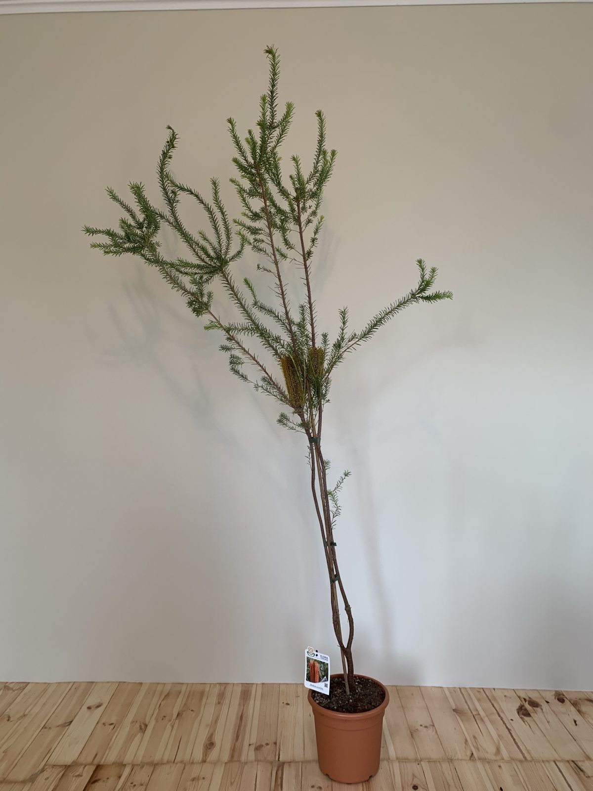 Протея Banksia ericifolia
