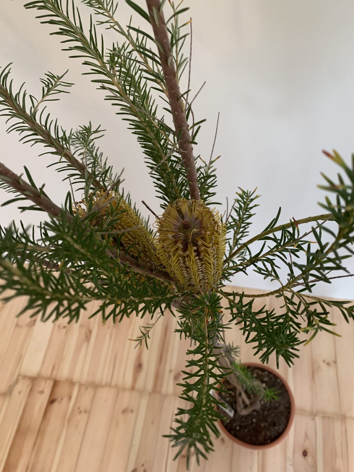 Протея Banksia ericifolia