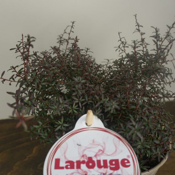 Лептоспермум метельчастий Leptospermum Scoparium Larouge
