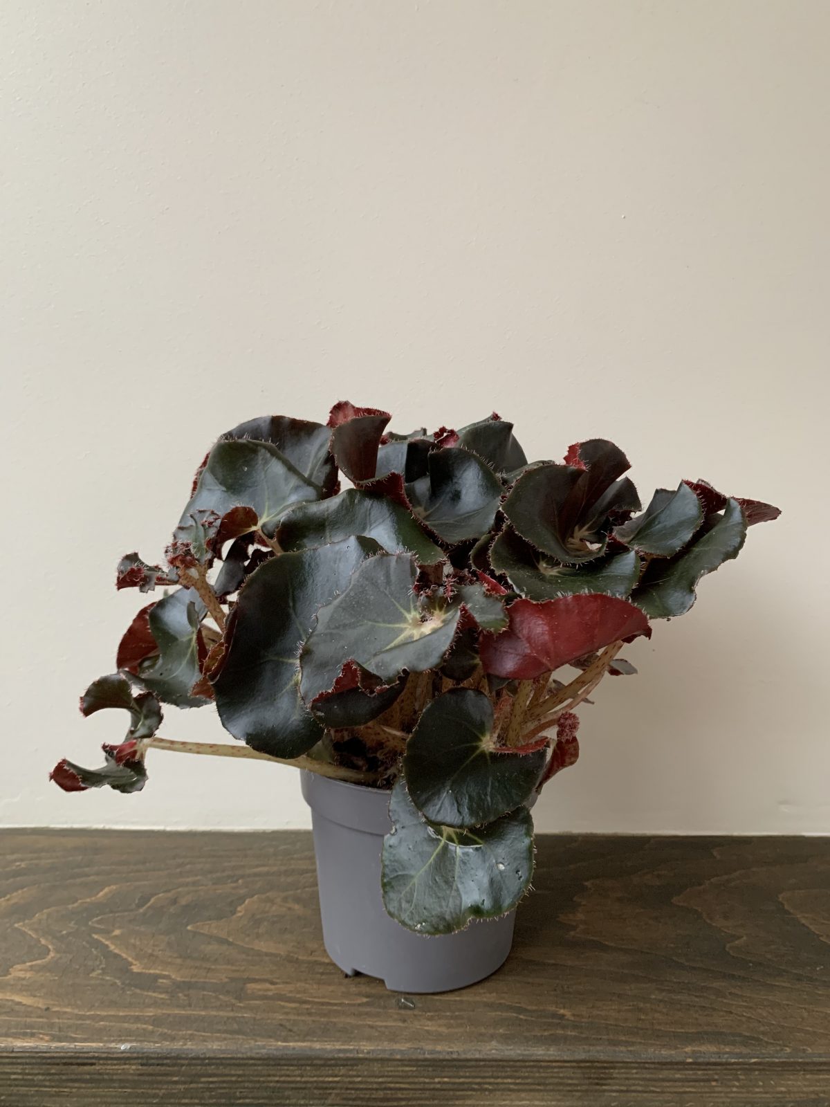 Бегонія Чорні Джунглі Begonia Erythrophylla Black Jungle