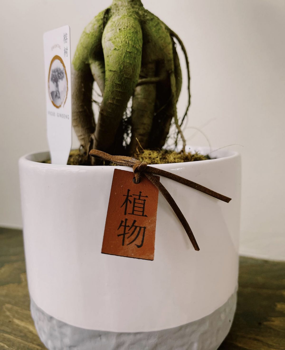 Фікус Гінсенг Ficus Microcarpa Ginseng бонсай у керамічному кашпо