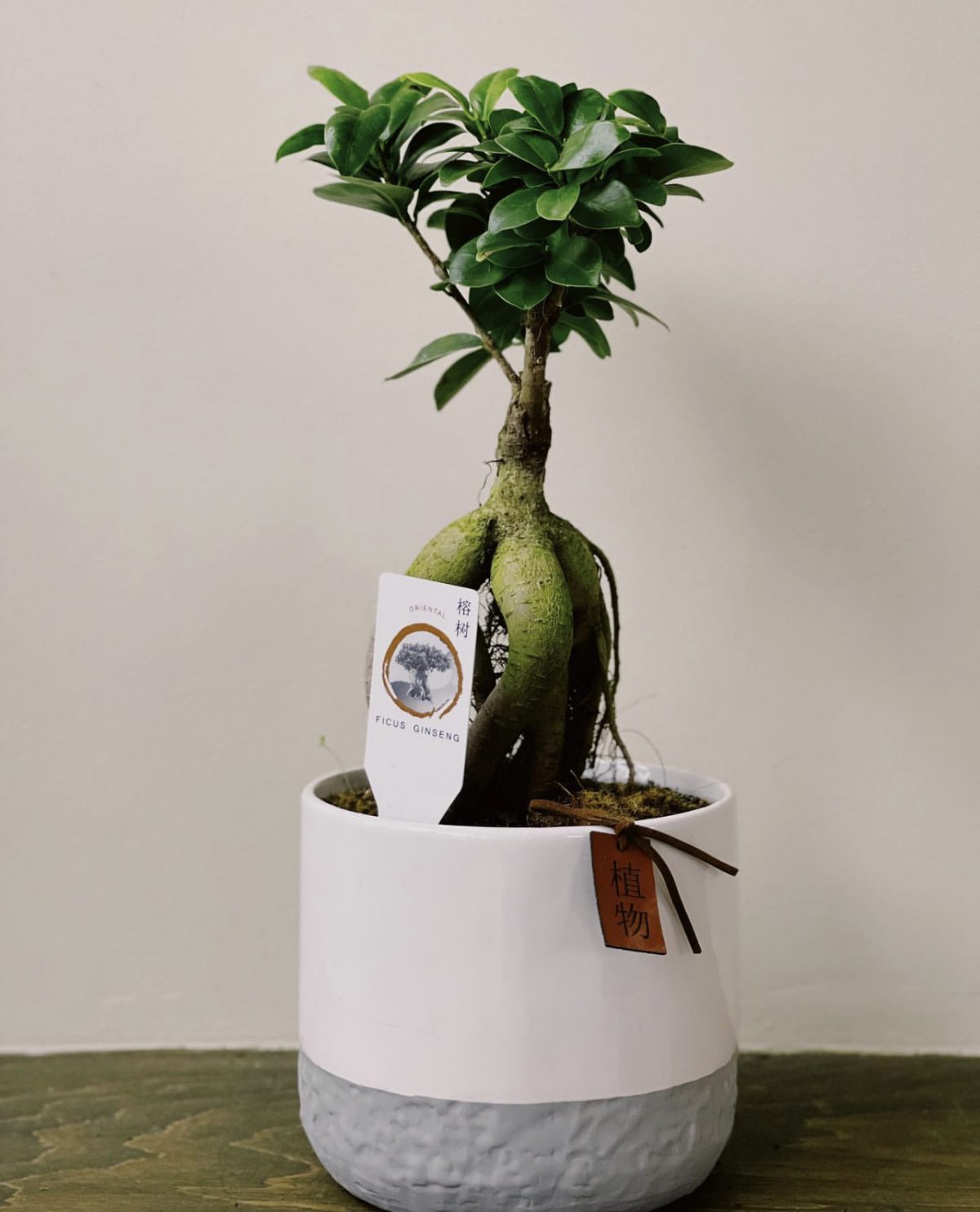 Фікус Гінсенг Ficus Microcarpa Ginseng бонсай у керамічному кашпо