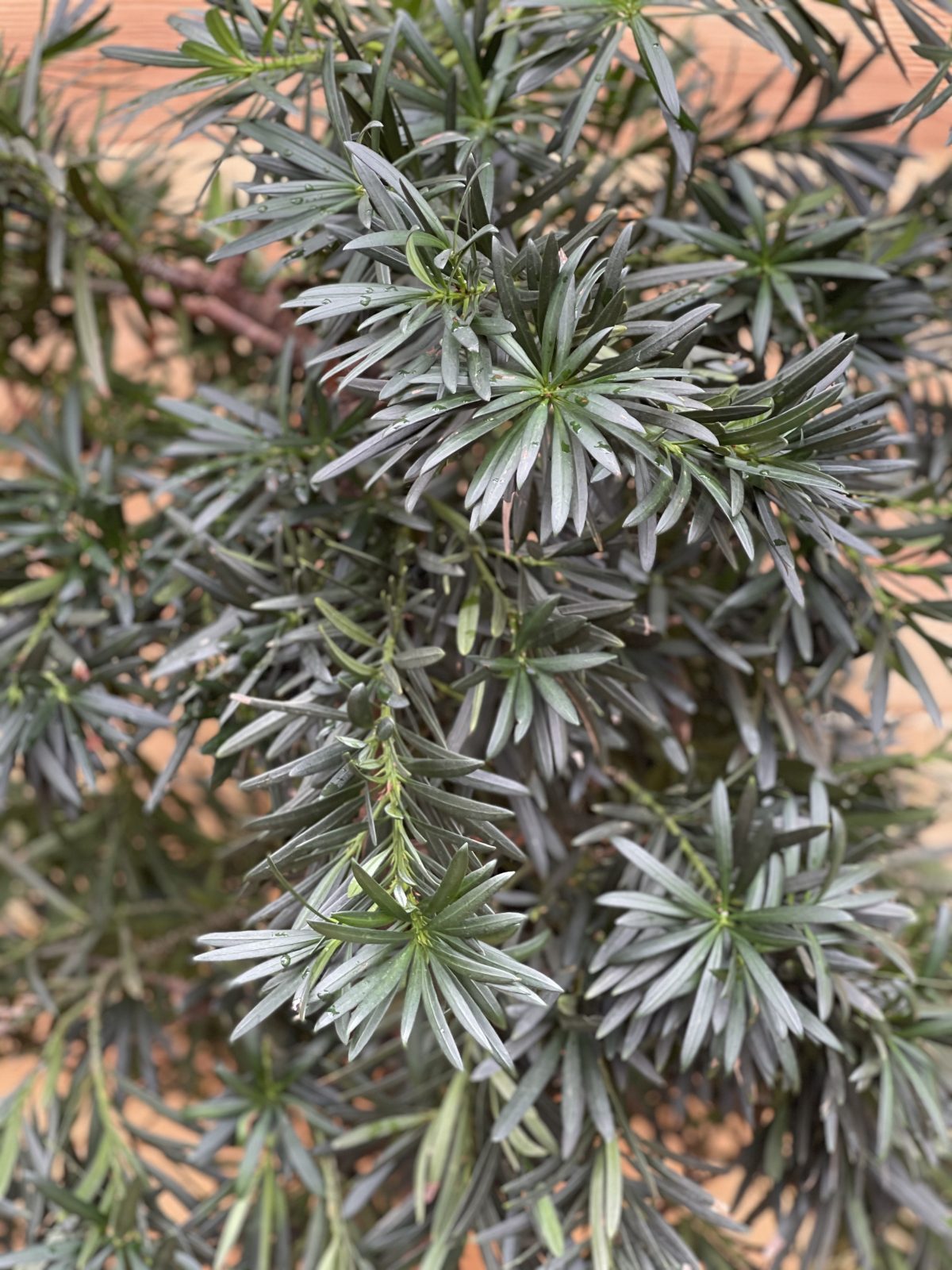 Подокарпус Podocarpus Macrophyllus