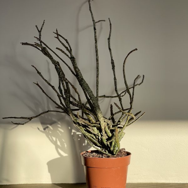 Еуфорбія плоскостебельна Euphorbia Platyclada
