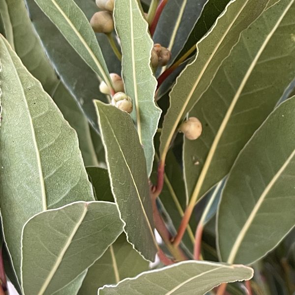 Лавр Благородний дерево на штамбі Laurus nobilis