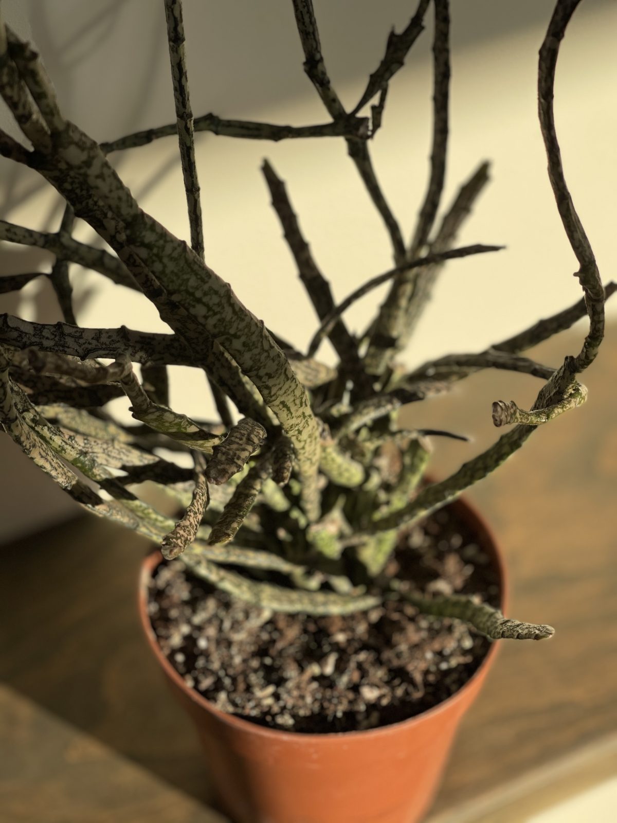 Еуфорбія плоскостебельна Euphorbia Platyclada