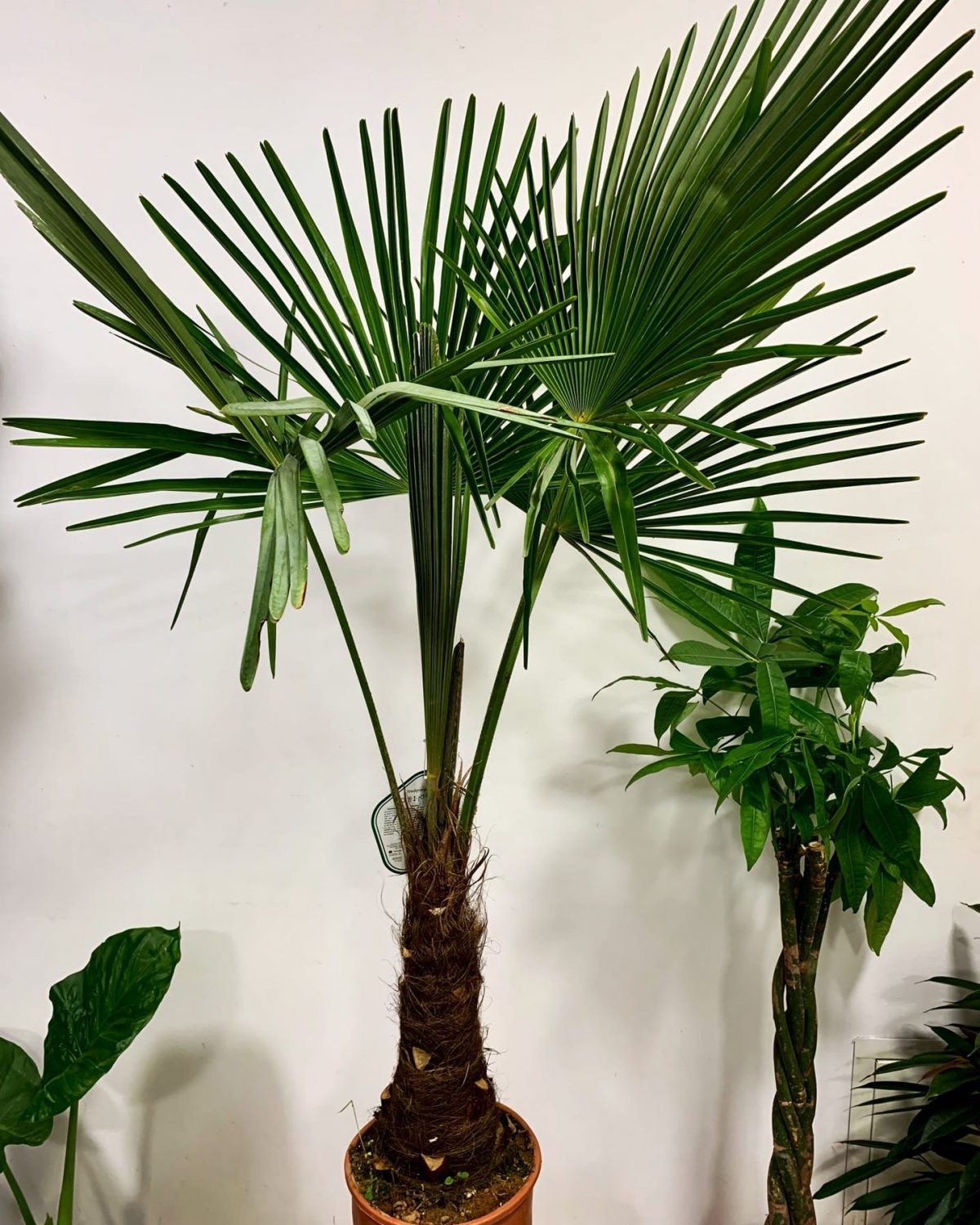 Пальма Трахікарпус Trachycarpus Fortunei