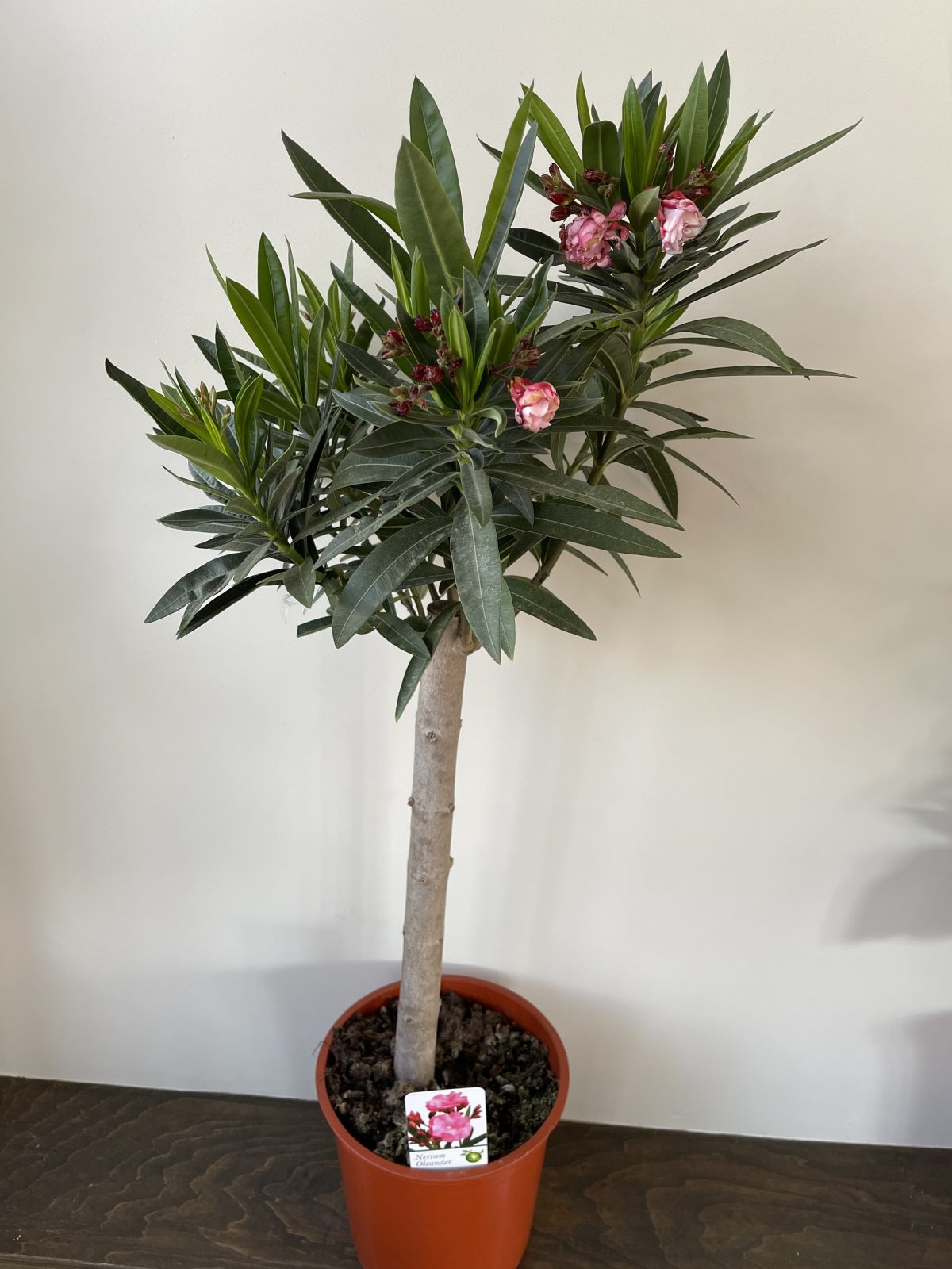 Олеандр звичайний Nerium oleander