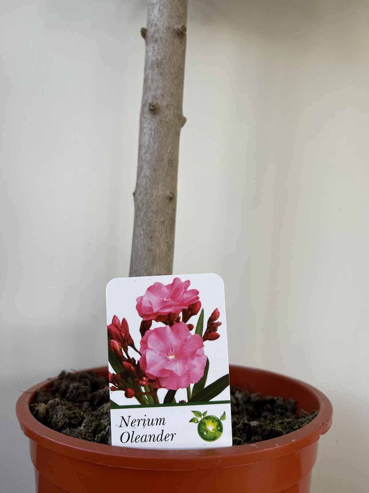 Олеандр звичайний Nerium oleander