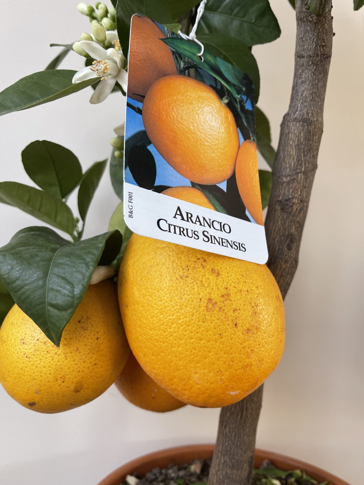Апельсин кімнатний Citrus Sinensis Arancio