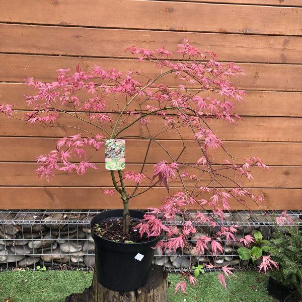Японський клен Japanese maple palmatum Shirazz