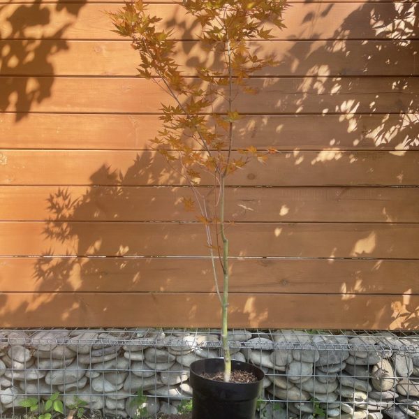 Японський клен Japanese maple palmatum Mika