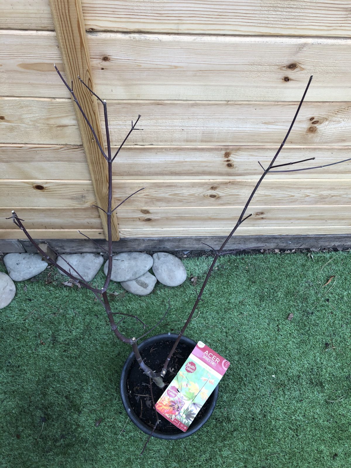 Клен завитий Acer circinatum Burgundy Jewel Vine Maple