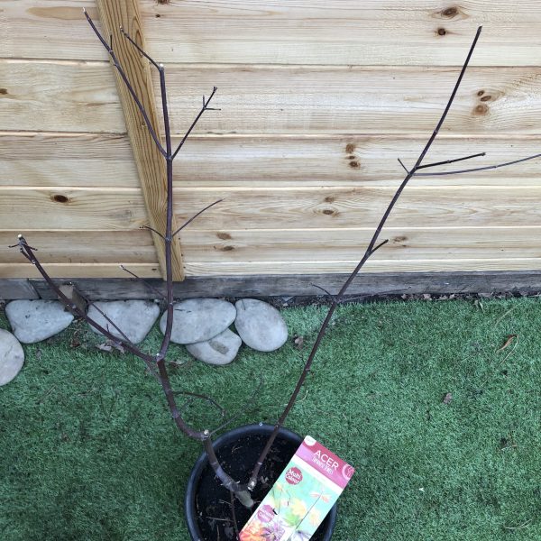 Клен завитий Acer circinatum Burgundy Jewel Vine Maple