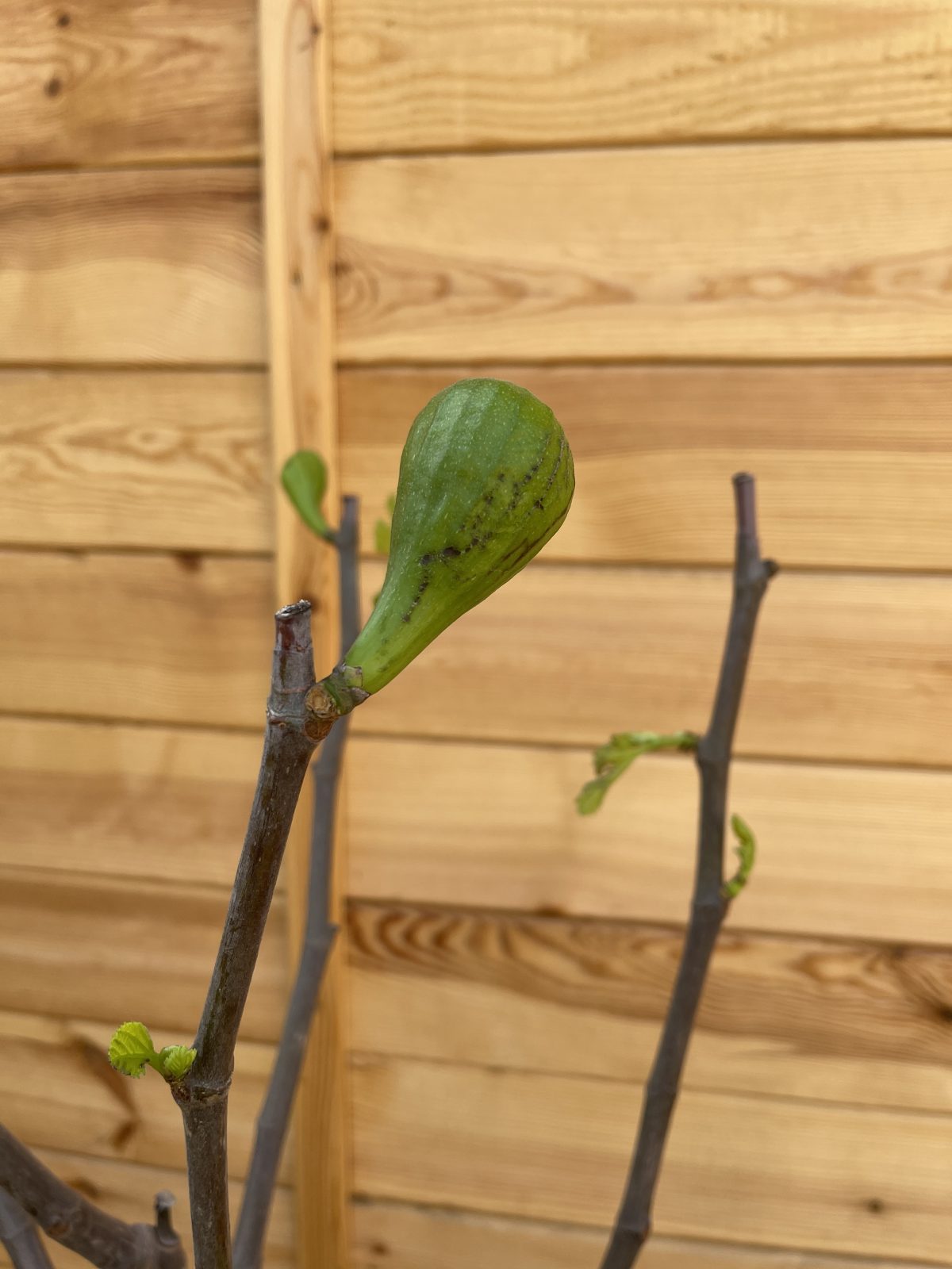 Інжир carica Fig tree Breva