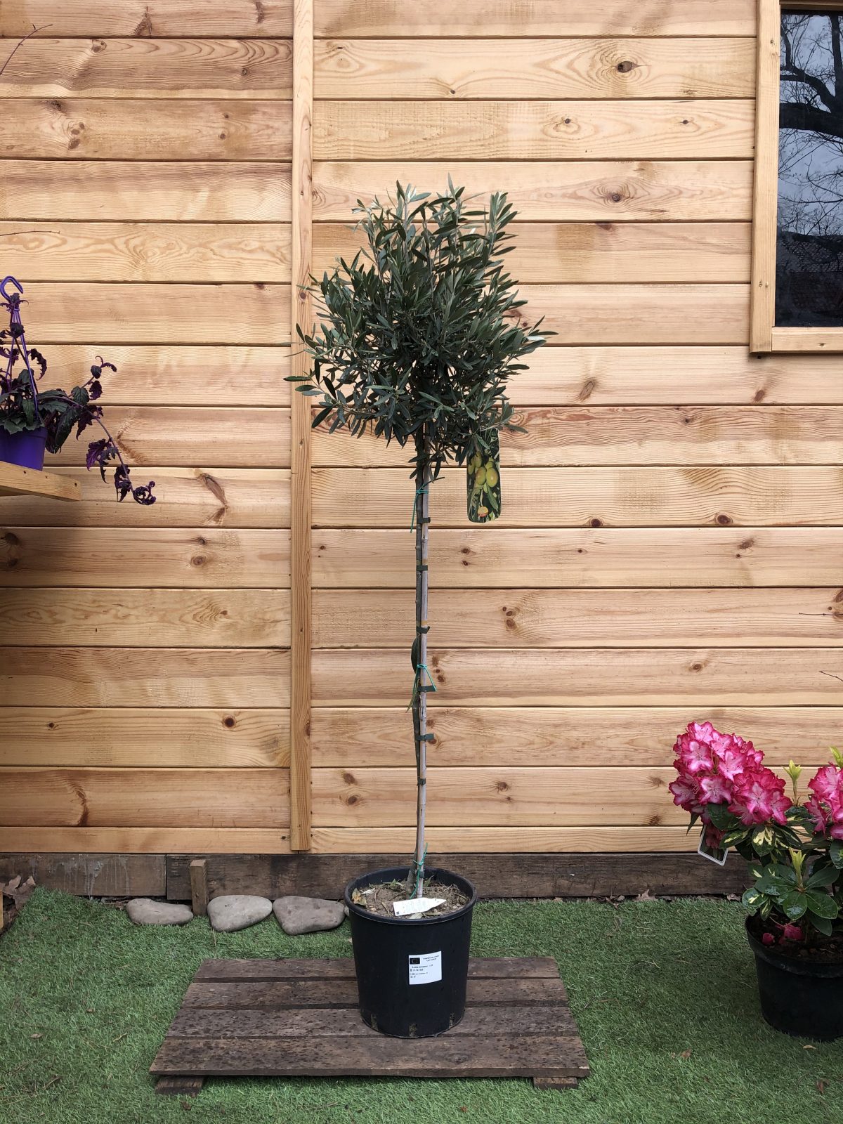 Оливкове дерево Olea europaea 15-18 л