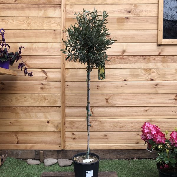 Оливкове дерево Olea europaea 15-18 л