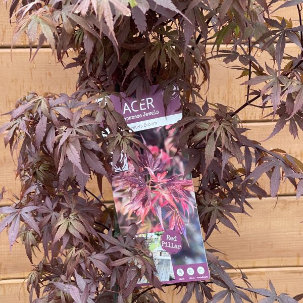 Японський клен Japanese maple palmatum Skeeters Bloom