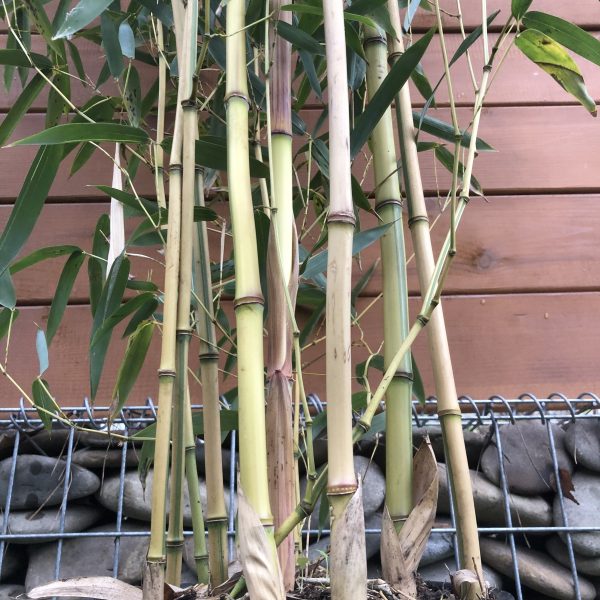 Бамбук Bamboo Phyllostachys aureosulcata Spectabilis