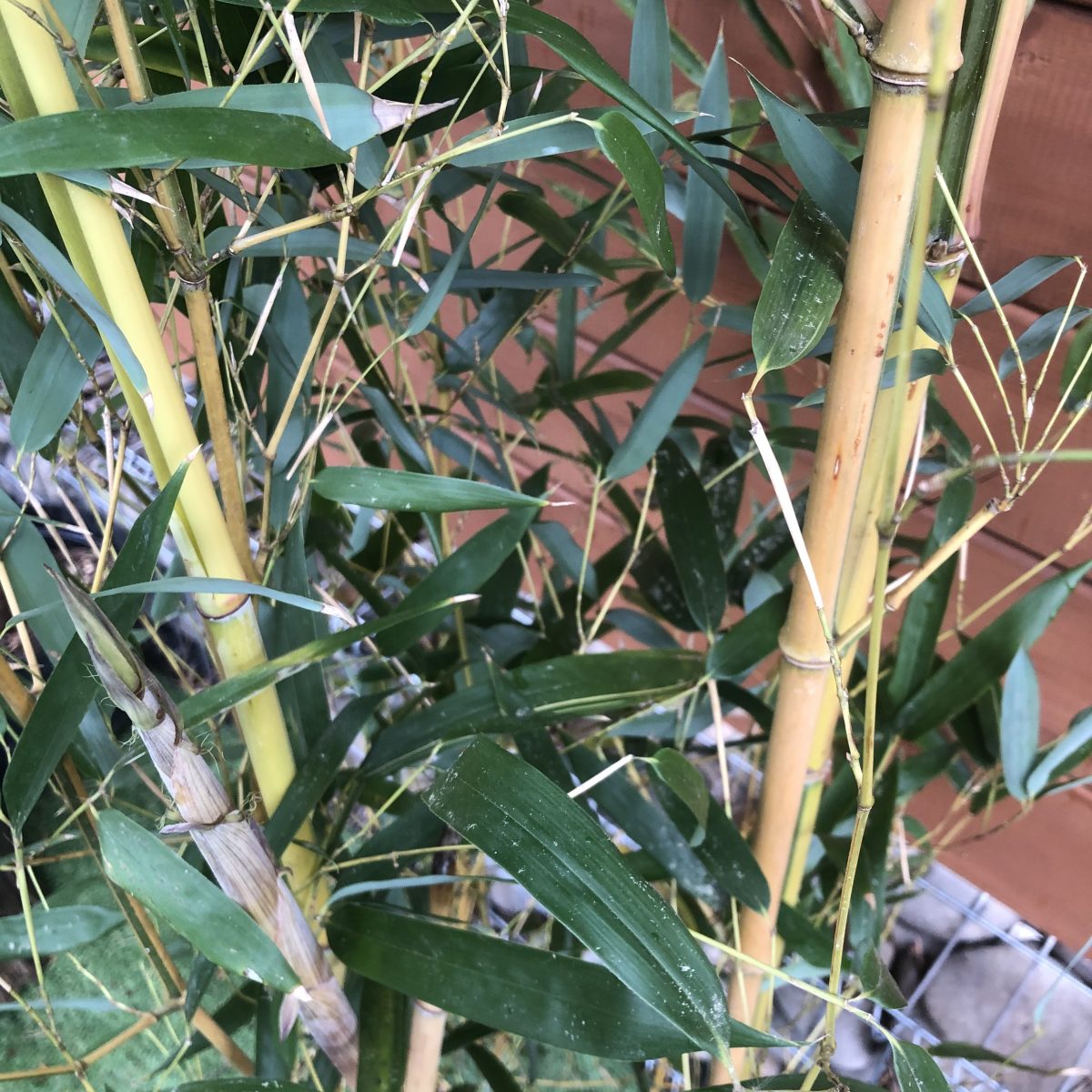 Бамбук Bamboo Phyllostachys aureosulcata Spectabilis