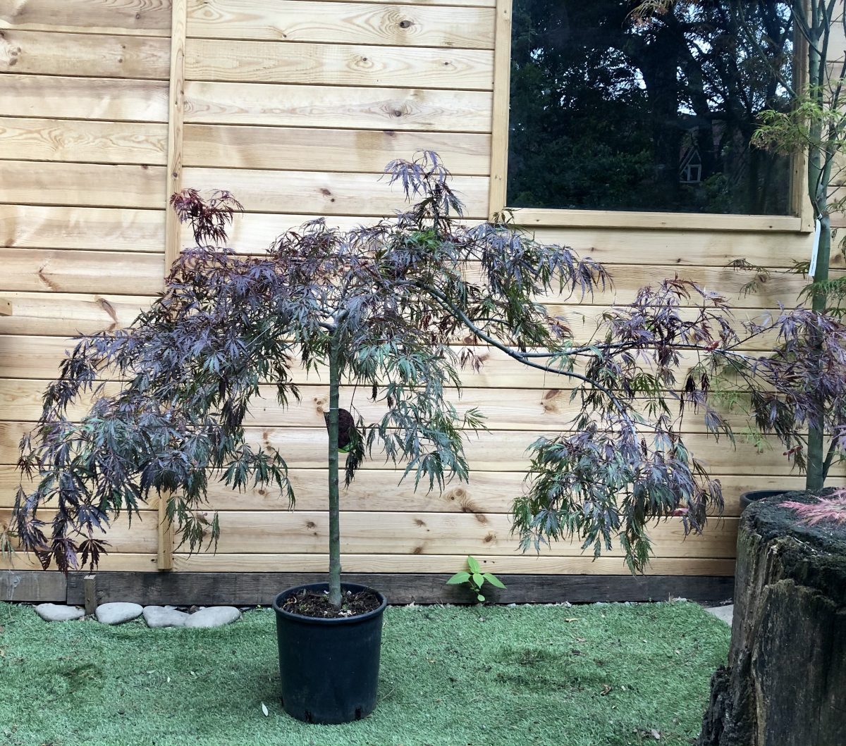 Японський клен Japanese maple, palmatum Garnet