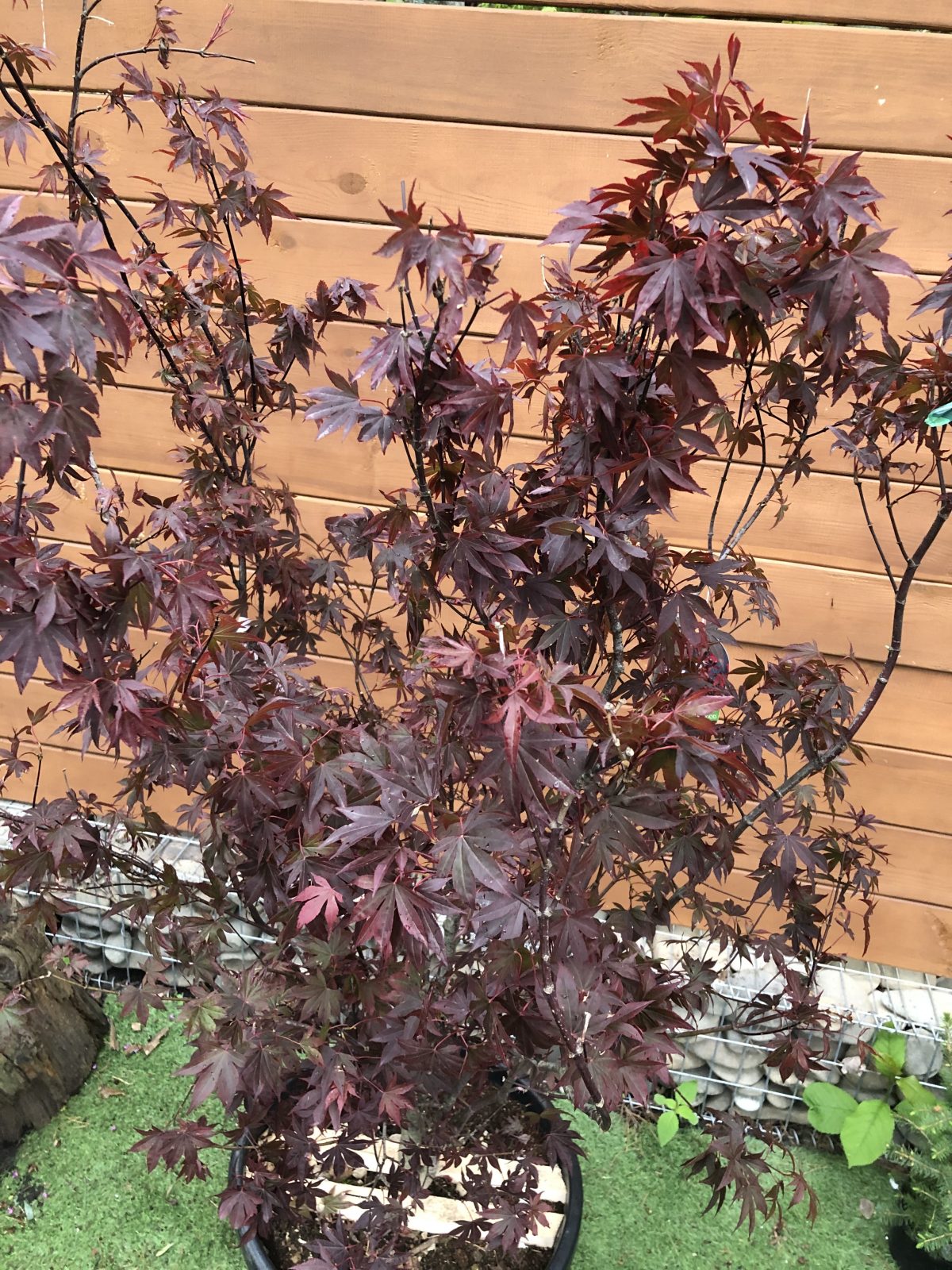 Японський клен Japanese maple, acer palmatum Bloodgood