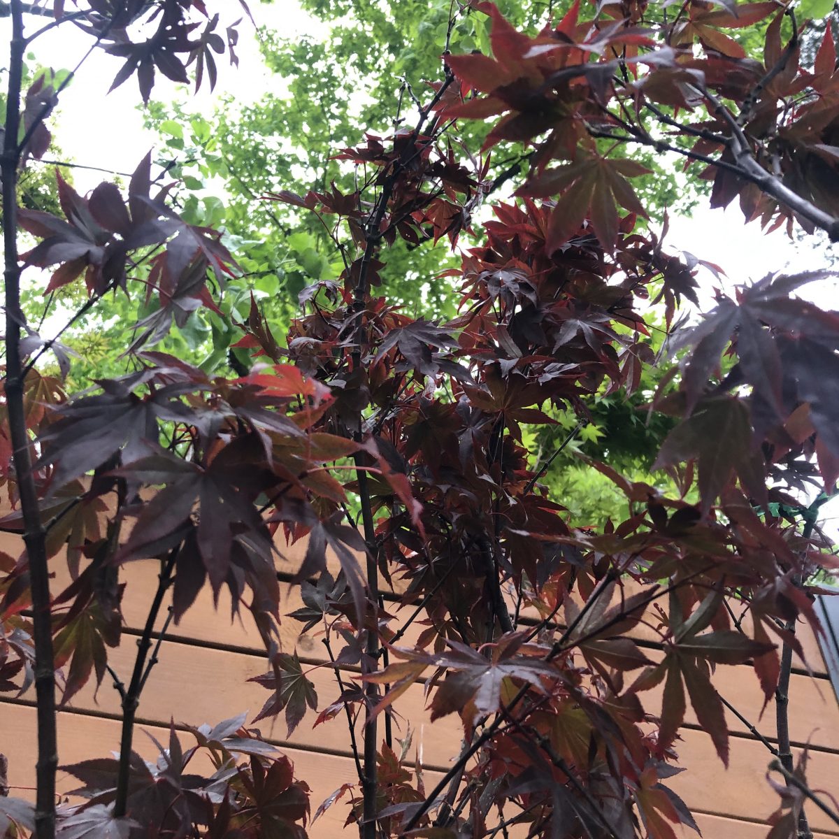 Японський клен Japanese maple, acer palmatum Bloodgood