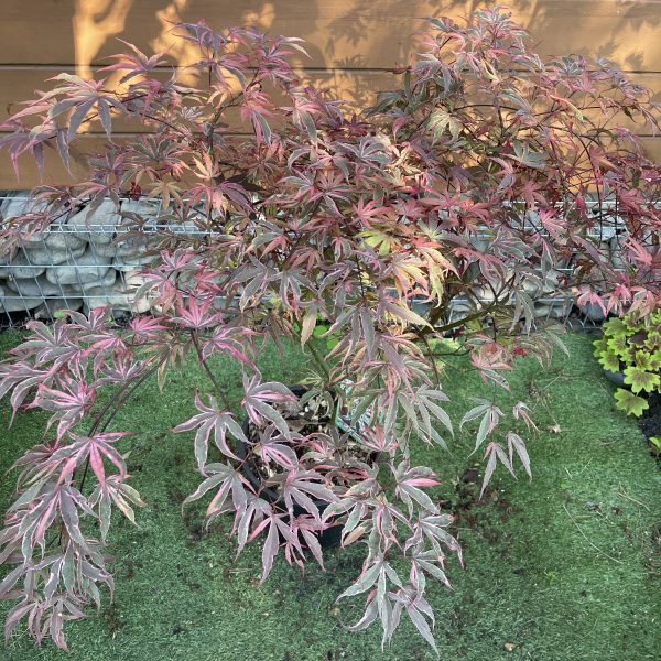 Японський клен Japanese maple palmatum Pink Passion