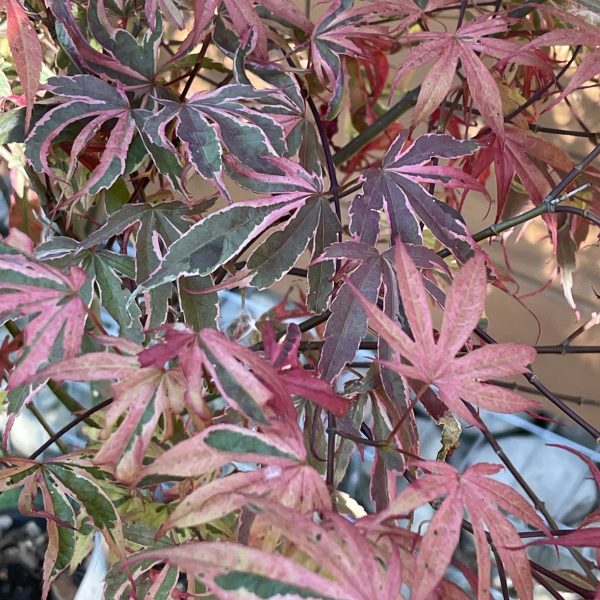 Японський клен Japanese maple palmatum Pink Passion