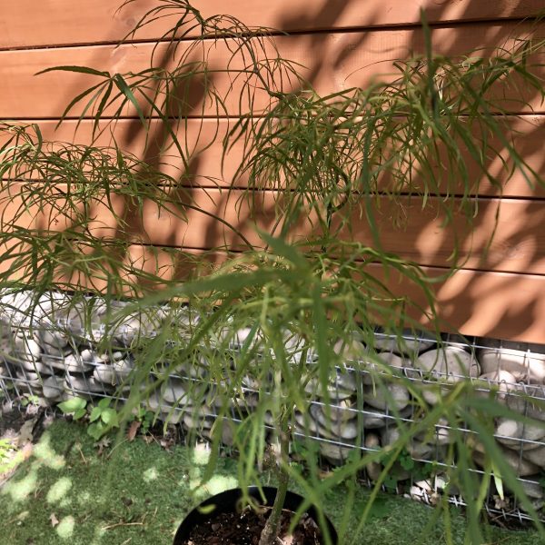 Японський клен Acer palmatum Koto-no-ito