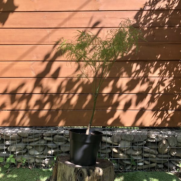 Японський клен Acer palmatum Koto-no-ito