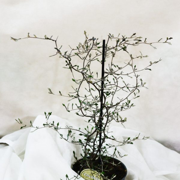 Корокія Cotoneaster M-aori Silver